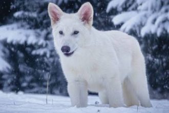 Dire Wolves Return